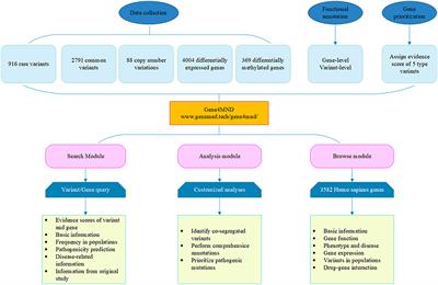Gene4MND: An Integrative Genetic Database and Analytic Platform for Motor Neuron Disease